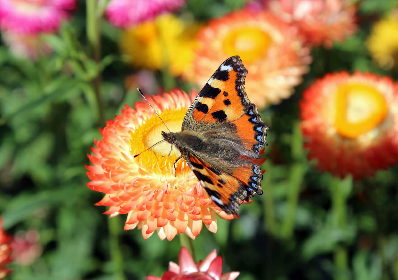 063_butterfjq