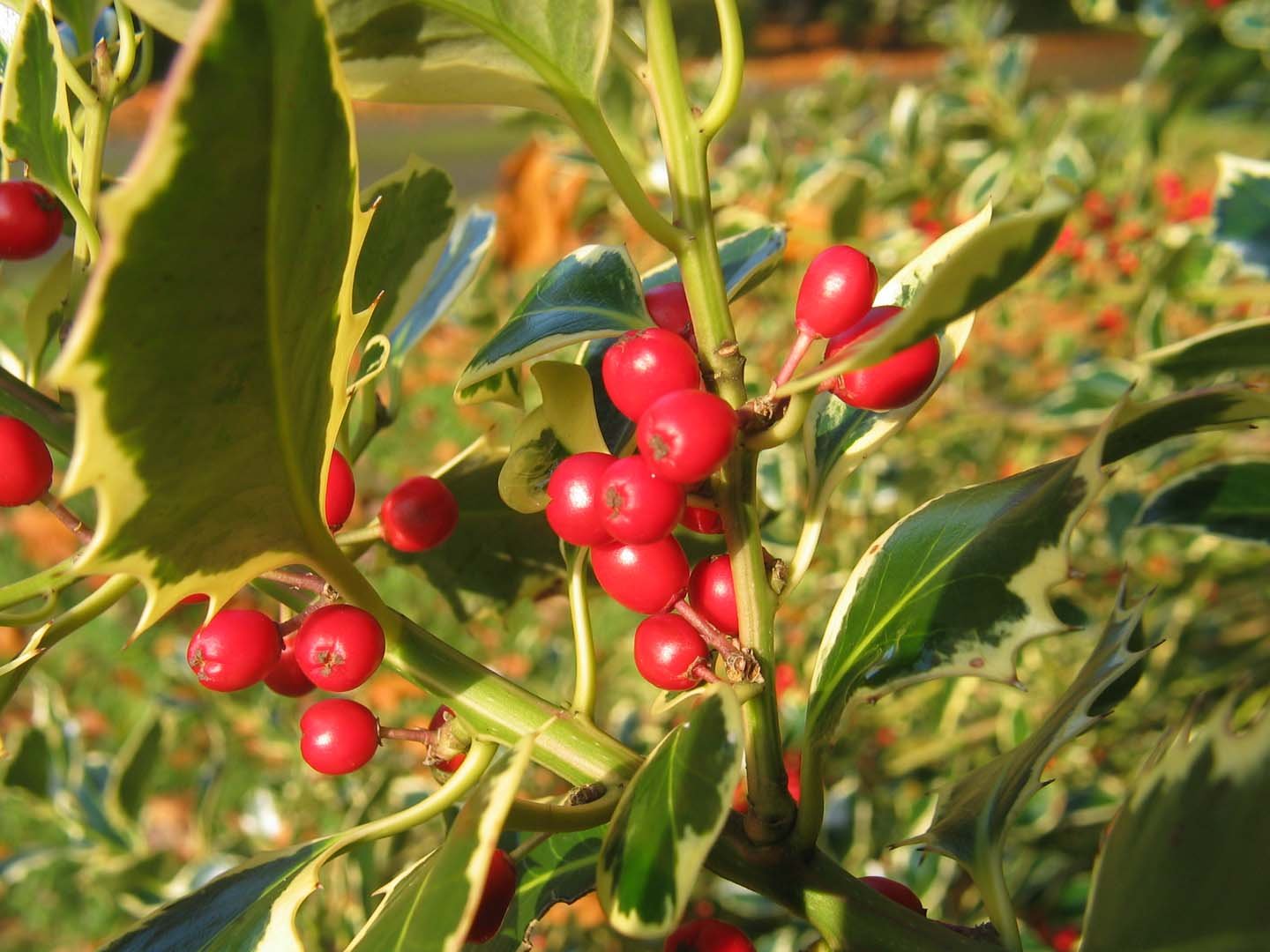 Holly & Berries