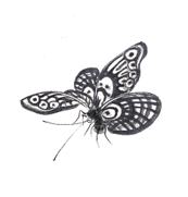 insect-1