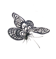 butterfly